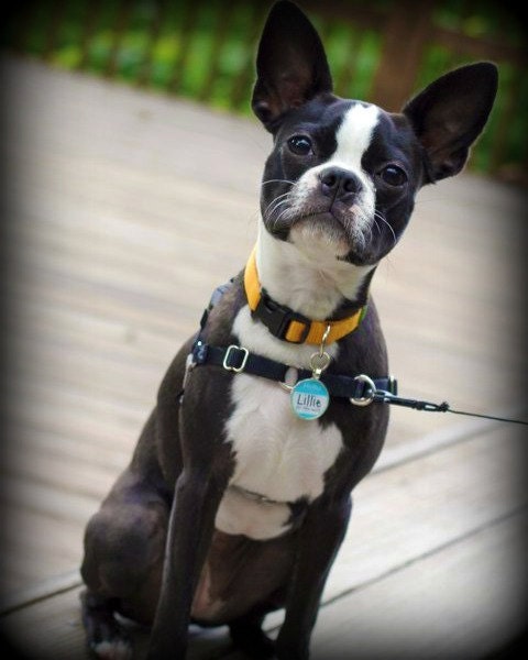 The Original "Hello My Name Is" Silver Pet ID Tag -As Seen In Modern Dog Magazine