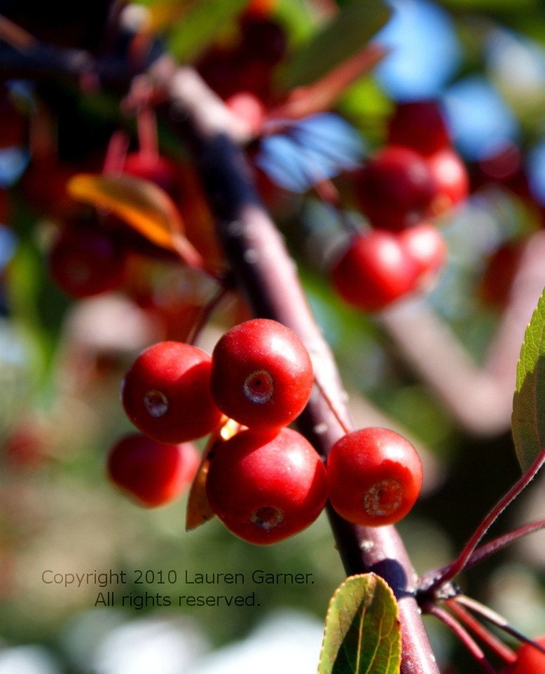 Crabapple - Berries Red Green Photography Orchard Fresh Harvest Christmas Decor Tree Nature Outdoors Fine Art Lustre Print - 8x10 Photograph