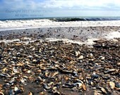 Plenty of Shells on the Shore - Nautical Beach Photography Decor Natural Coastal Brown Grey Gray White Blue Fine Art Print - 8x10 Photograph