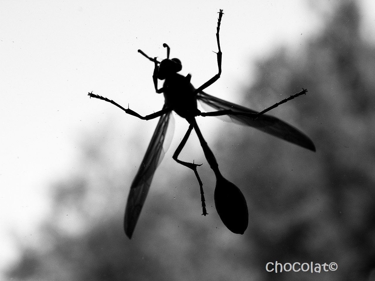 ALIEN  fine art photography print of a wasp in black and white, 8 x 10 south africa