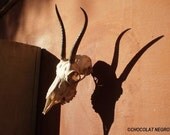 The Terracotta Skull  - fine art photography print 8 x 10 - of an African Springbok Trophy