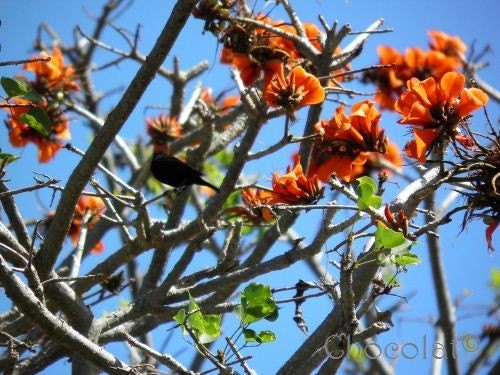 Coral and Raven Hair - fine art photography print 8 x 10 -  a Portrait of a Black Sunbird in an African Coral Tree
