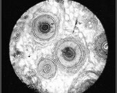 Hair - microscopic photography print of a cut through a human head hair - 150 times enlarged -  8 x 10