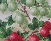 Gooseberry Illustration Botanical Print Berries Vintage Kitchen Decor