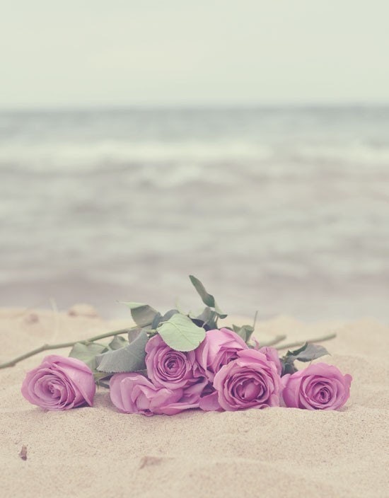 shabby chic photography - Roses on the Beach - 5x7 romantic photograph violet lavender lilac roses print summer photo gift for her