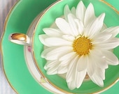 modern flower photograph - Mint Tea 9x9 Print - charming teacup white daisy print  fresh photography home decor