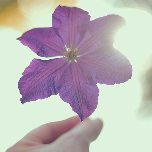 Whimsical Photograph - Let It In 5x5 Print - pale purple mint clematis summer flower photography