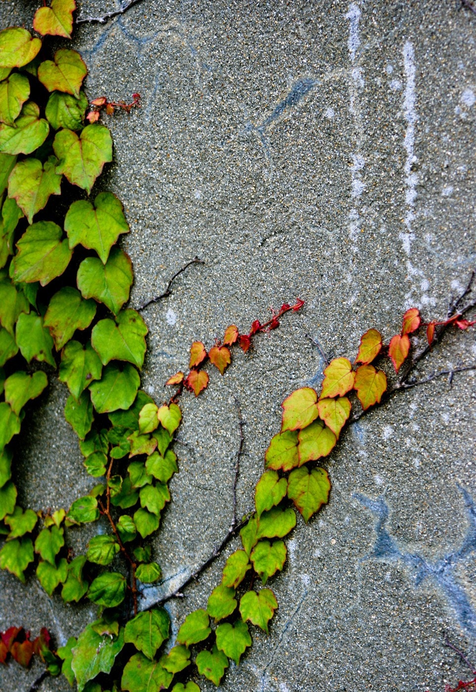 Photograph Autumn Leaves Ivy on Wall - 8x10