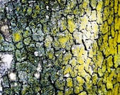 Ready To Ship Photograph of an Abstract Yellow and Green Tree Bark - 8x10