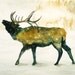 ELK by DIMDIart Original watercolor painting 14x11inch
