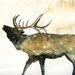 ELK by DIMDIart Original watercolor painting 14x11inch