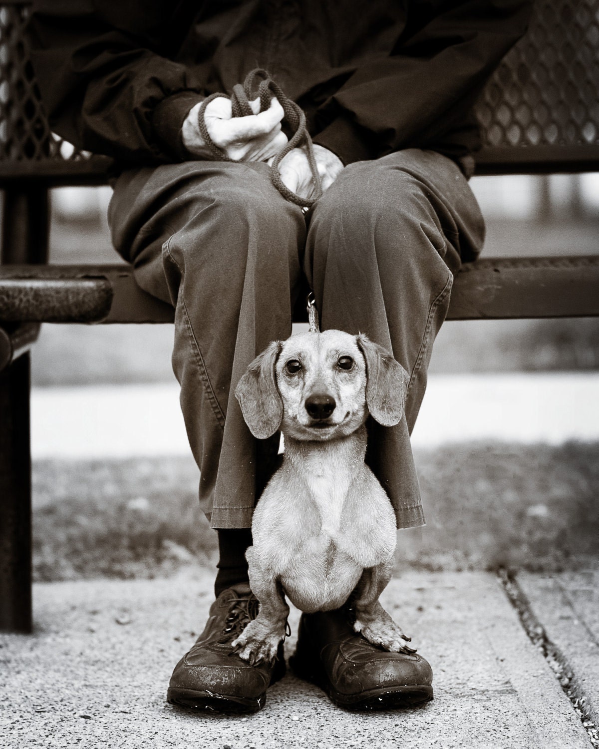 8x10 dog portrait signed photograph on fine art paper