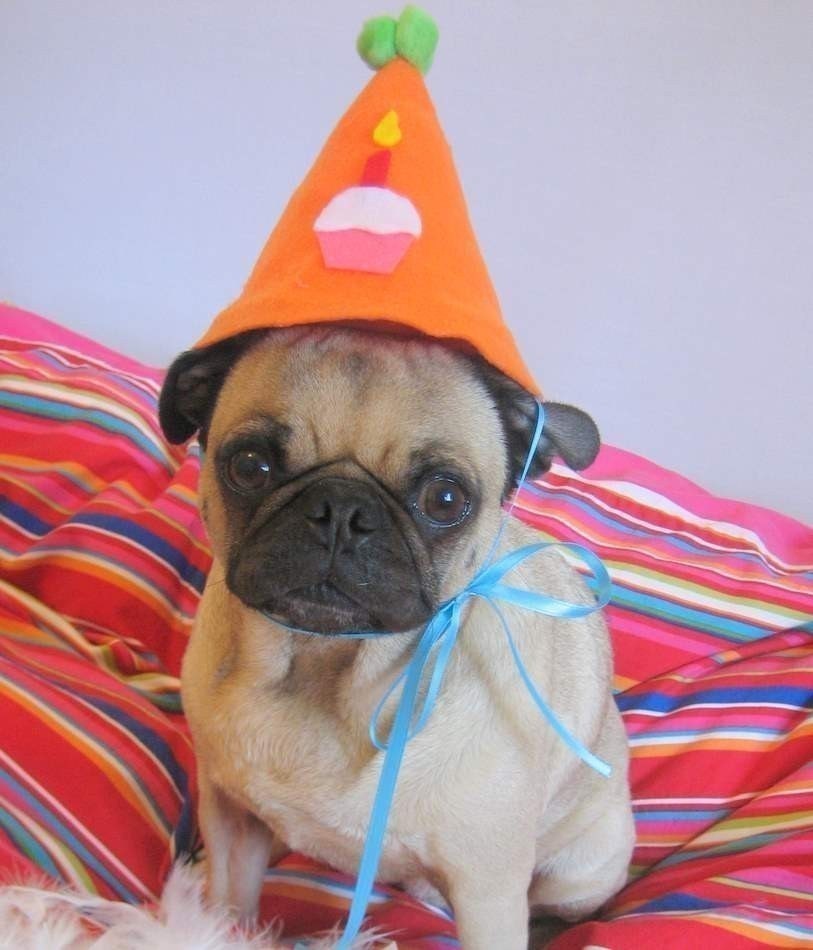 Happy Birthday Pet Hat that fits all sizes