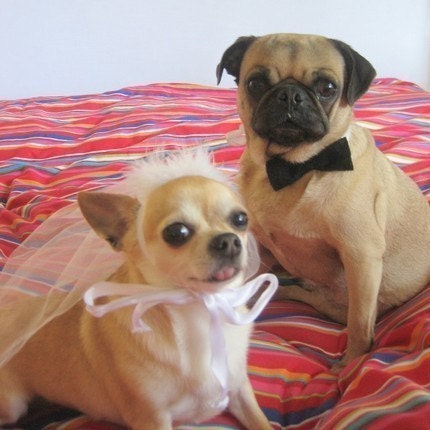 Halloween Pet Costume BRIDE and GROOM
