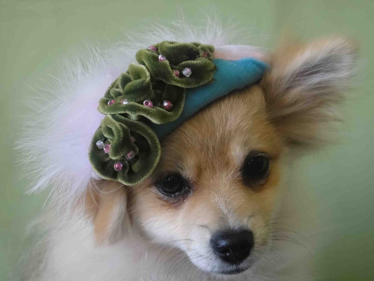 Hat for dog or cat
