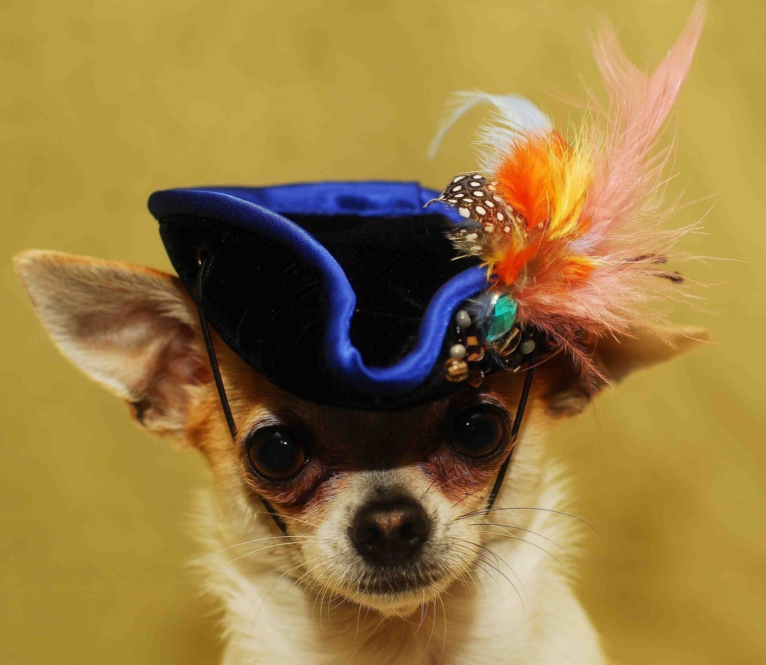 Very cute hat for dog or cat