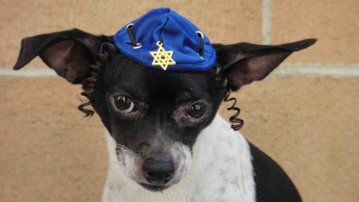 Hanukkah hat for dog or cat
