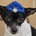 Hanukkah hat for dog or cat
