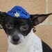 Hanukkah hat for dog or cat