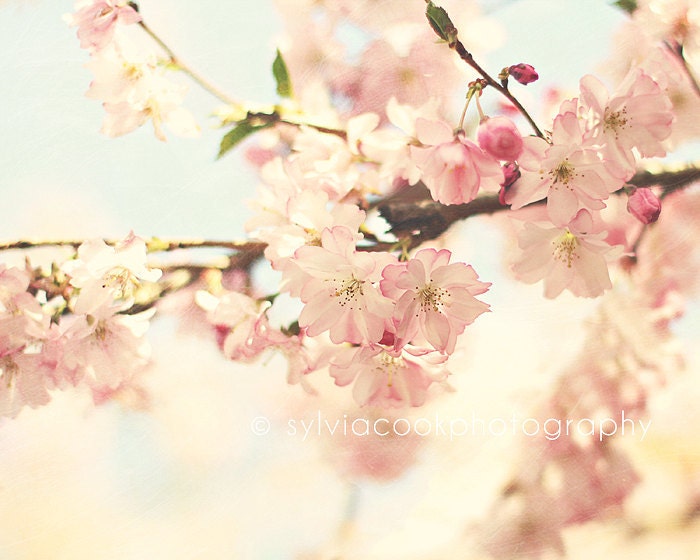 Shabby chic home decor, "Spring fever", cherry blossom photograph, nature, pastel, pink
