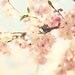 Shabby chic home decor, "Spring fever", cherry blossom photograph, nature, pastel, pink