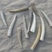Drilled Antler Tips or Points for Pendants Etc- 10 Assorted Pieces- 2.5 to 4 inches long  Assorted