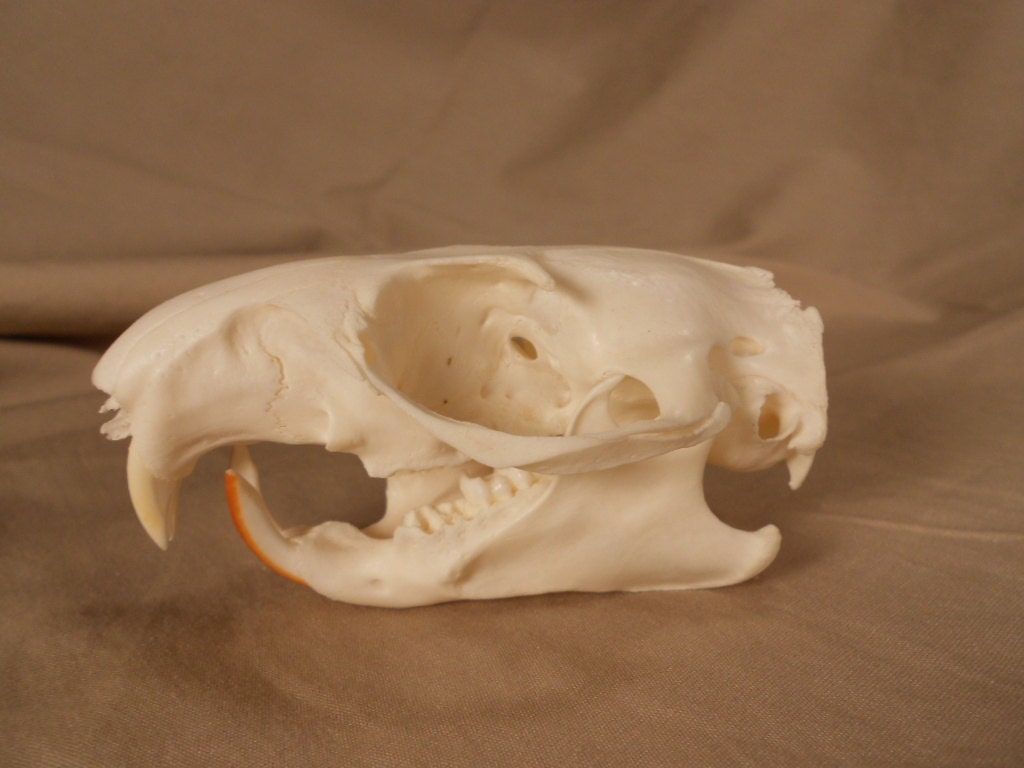 marmot skull