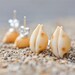 Sea Shell Stud Earrings Sterling Silver Yellow Orange white beach fashion aqua marine nautical vacation