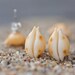 Sea Shell Stud Earrings Sterling Silver Yellow Orange white beach fashion aqua marine nautical vacation