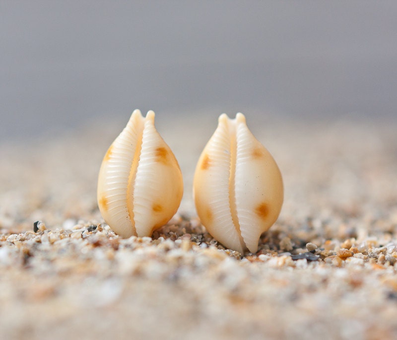 Sea Shell Stud Earrings Sterling Silver Yellow Orange white beach fashion aqua marine nautical vacation