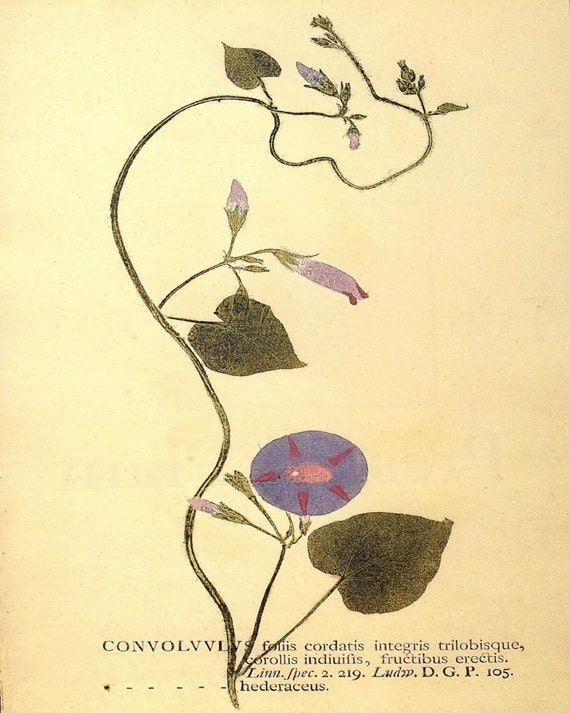 Antique Botanical Print "Morning Glory" Vintage Floral Woodland Art - Victorian Pressed Flower - Purple Green Vine - missquitecontrary