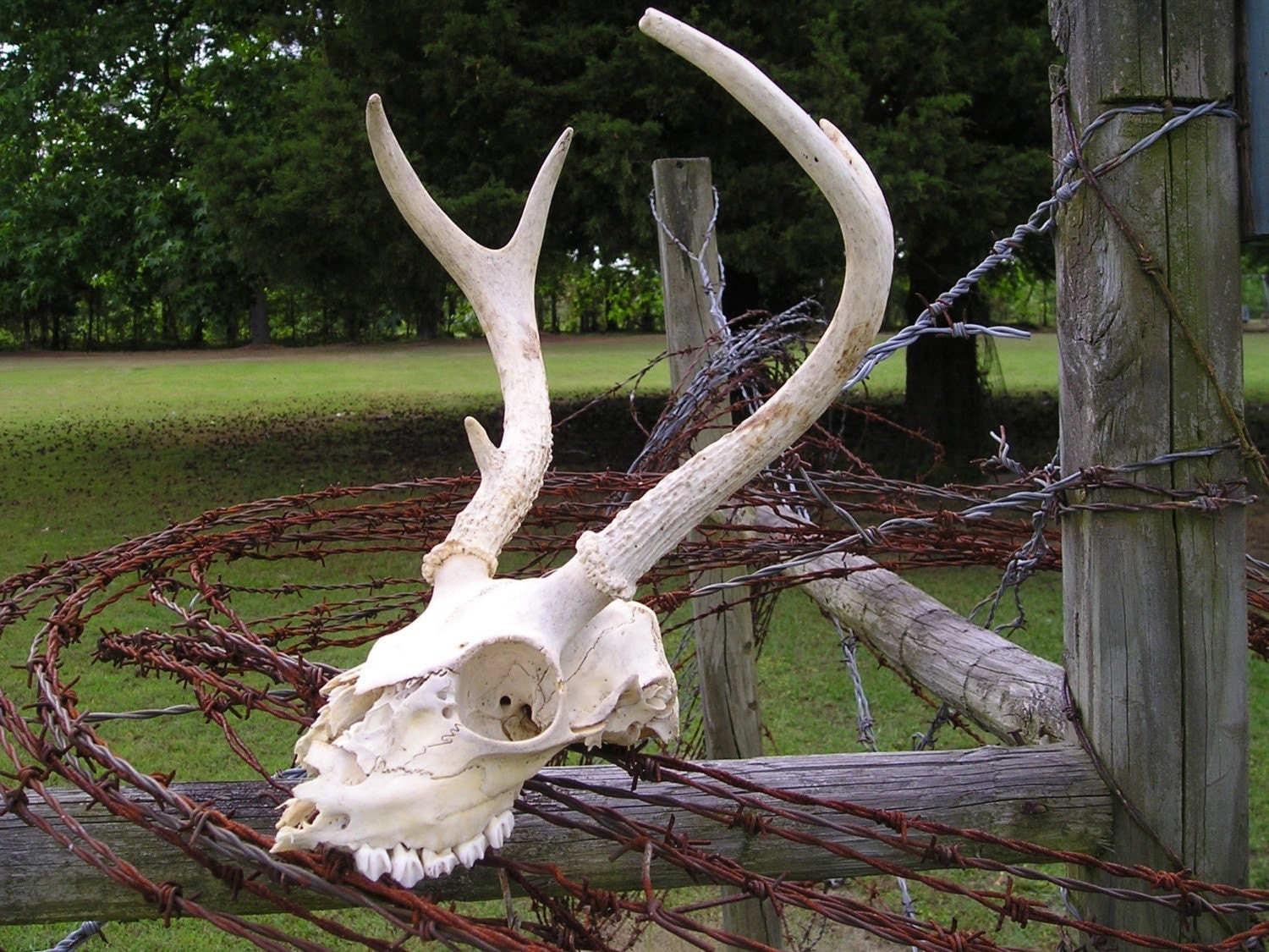 Bleached Deer Skull