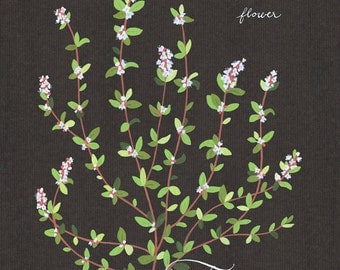 Thyme print 13x19 - Botanical collection - flower plant herbs -