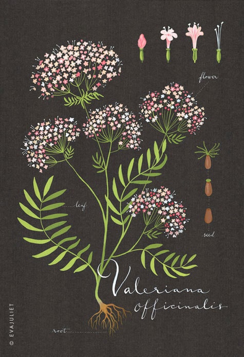 Valerian print 13x19 - Botanical collection - flower plant herbs