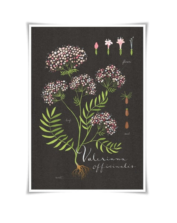 Valerian print 13x19 - Botanical collection - flower plant herbs
