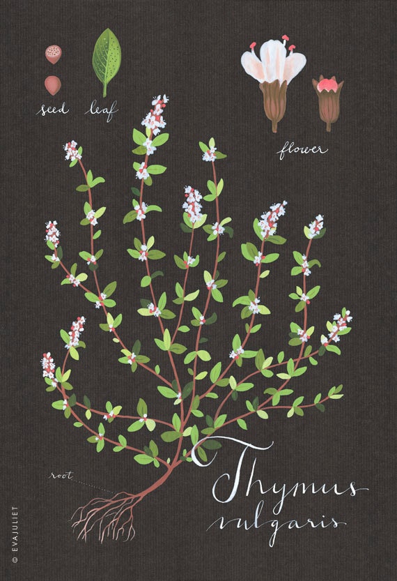 Thyme print 13x19 - Botanical collection - flower plant herbs -