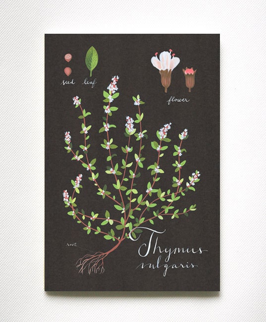 Thyme print 13x19 - Botanical collection - flower plant herbs -