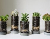 Mason Jar Planters with drainage - set of 5 - UpCycled Jelly Jar and Vintage Zinc Lid Saucer Plates - BootsNGus Home and Garden Glass Pots