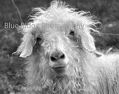 Angora Goat No. 3 - 8 x 10 Fine Art Photography Print in Black & White
