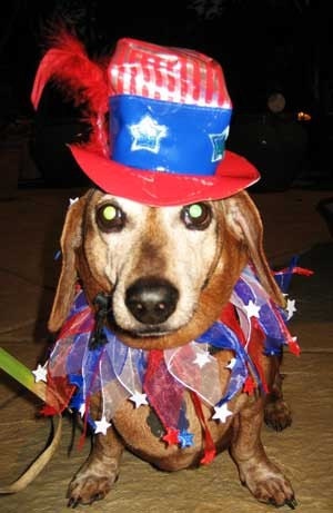 Uncle Sam dog or cat hat and collar