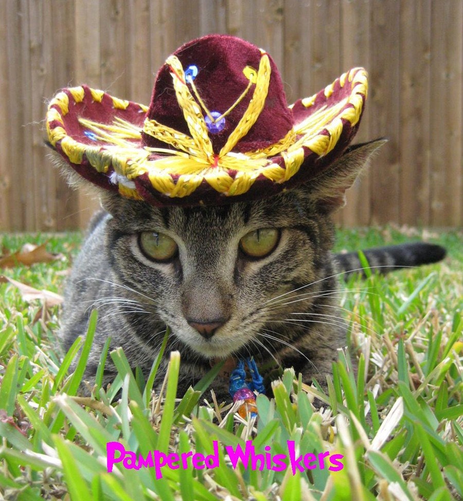 8x12" photographic print of Sassy Sangria Sombrero hat for cat or dog benefitting rescue