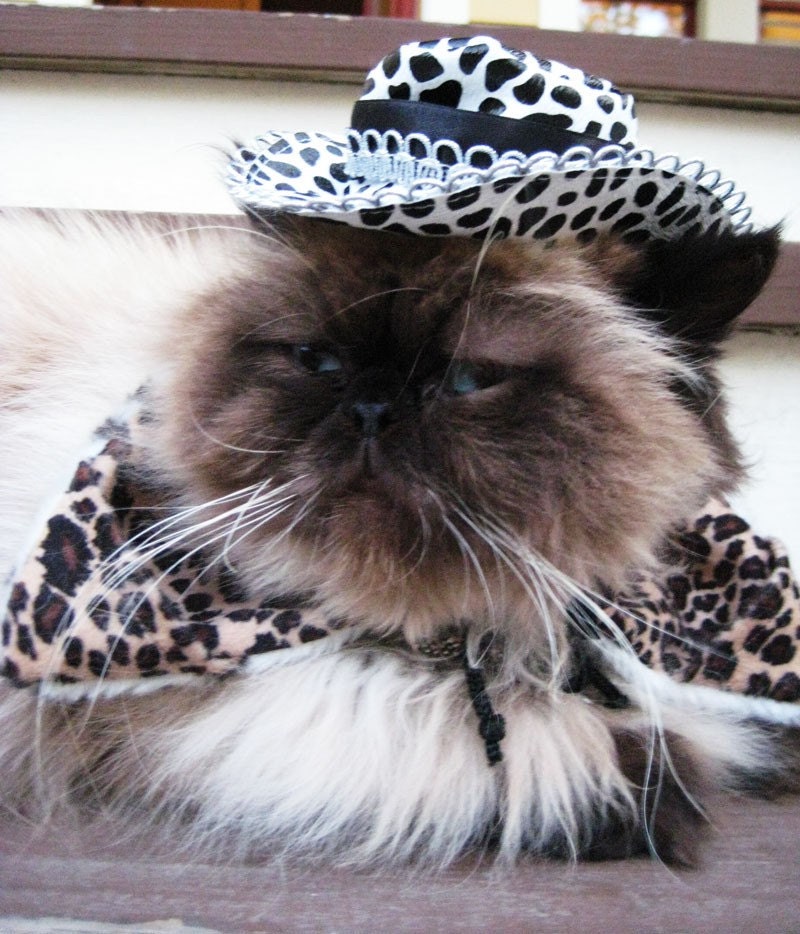 Midnight Cowboy Cat Hat and Wild Side Collar