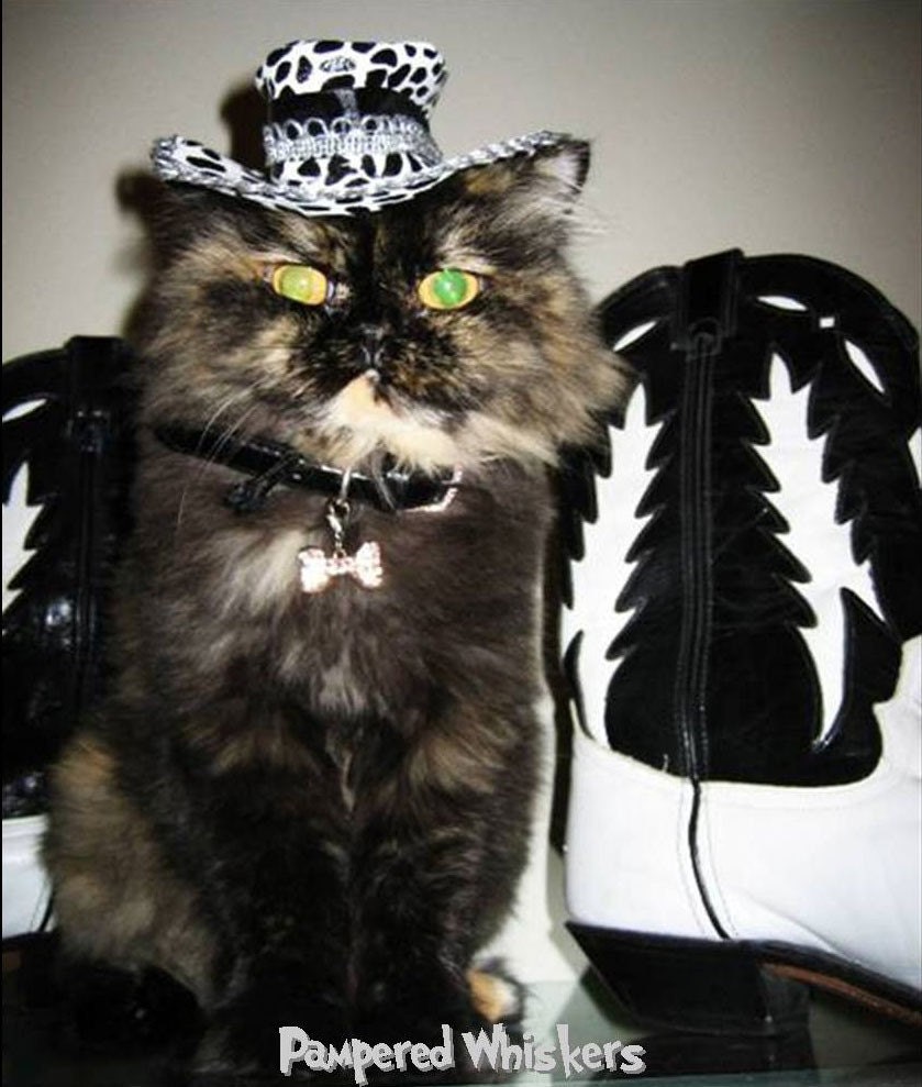 Midnight Cowboy cat hat