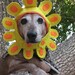 Late Bloomer flower hat for cats and dogs