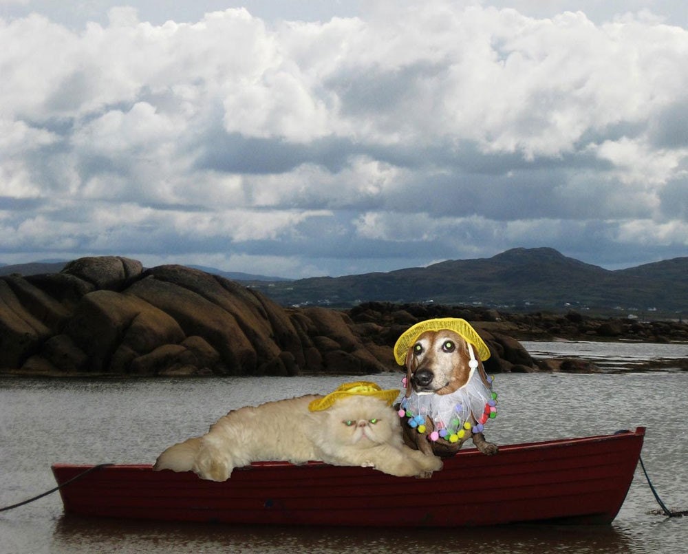 Little Miss Sunshine sun bonnet and party collar for dogs and cats