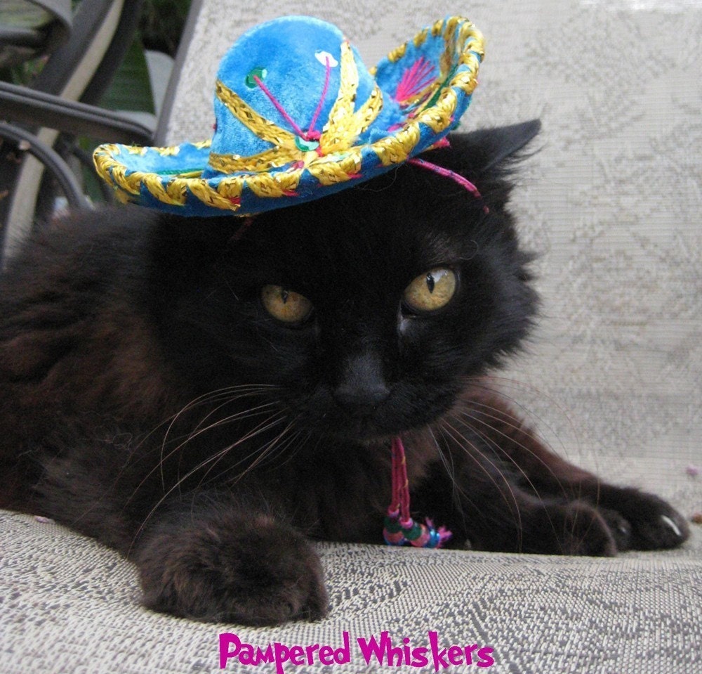 Black Cat in Turquoise Sombrero cat hat 8x12" photographic print