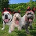 Little Devil costume hat for cat or dog