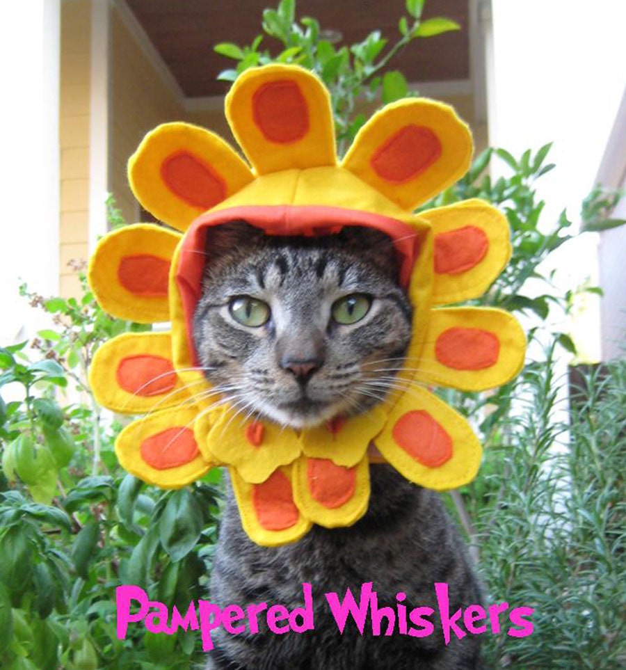 Late Bloomer flower hat for cats and dogs