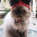 Little Devil costume hat for cat or dog