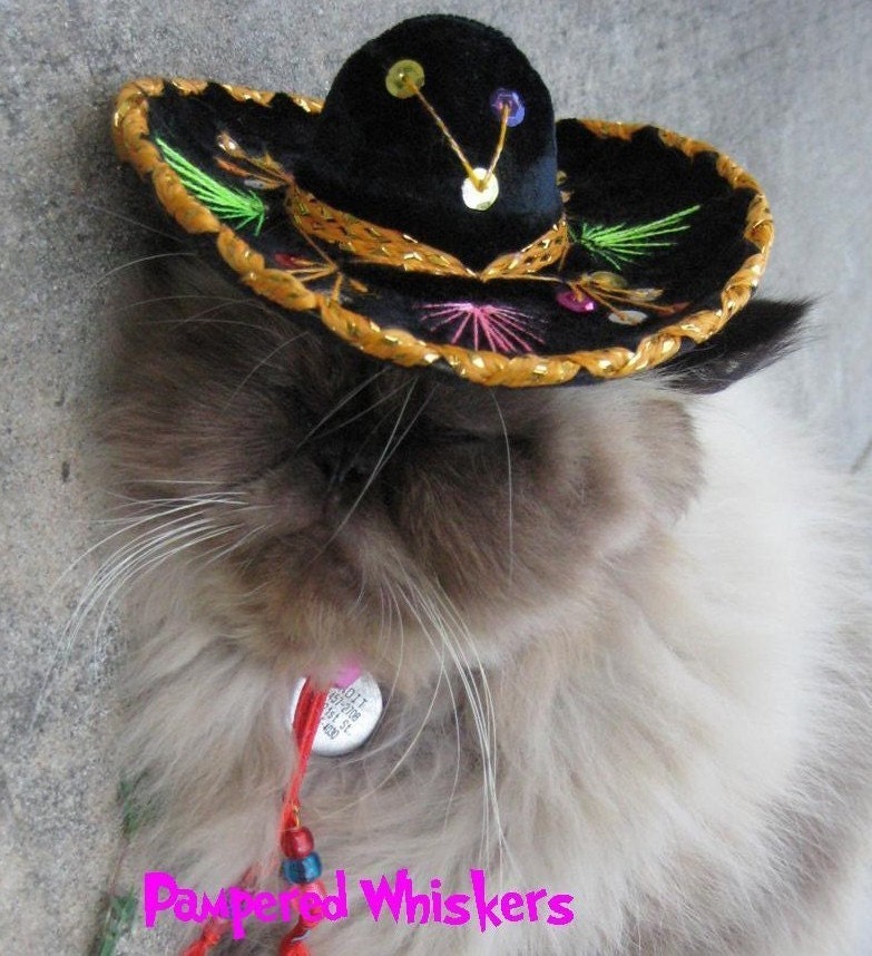 sombrero cat